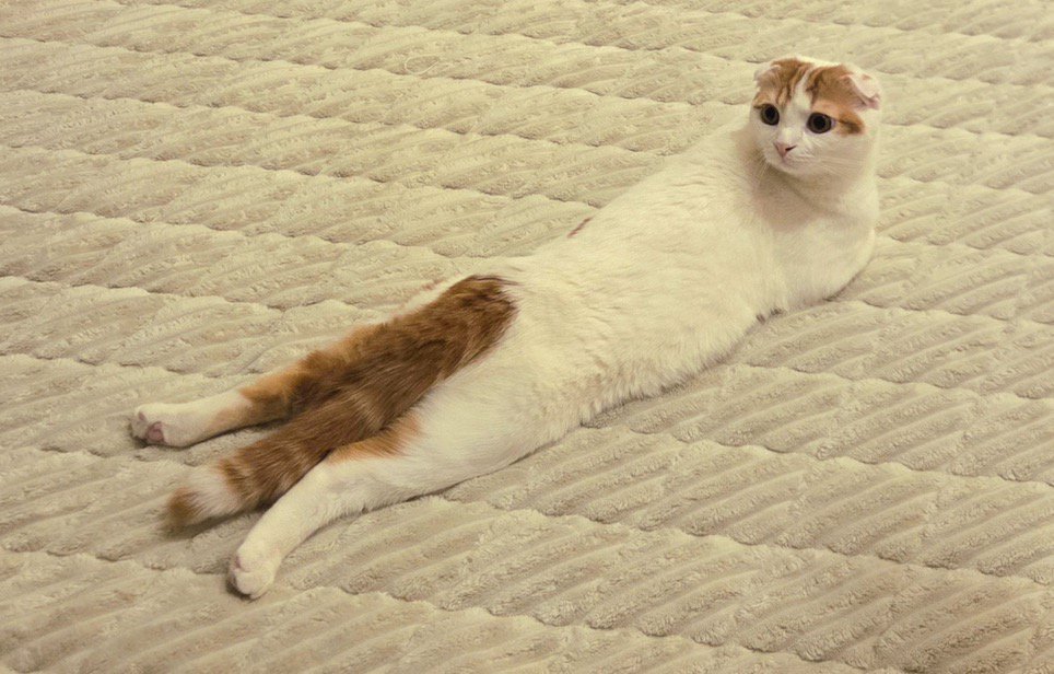 うつ伏せになって顔だけ後ろを向いている猫