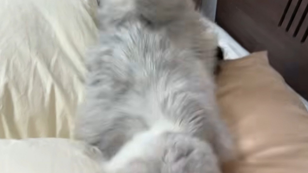 女性の顔を飛び越える猫