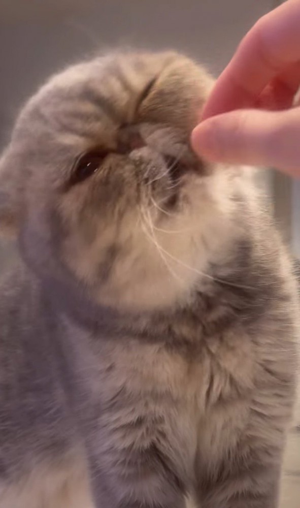 首を傾けながらおやつを食べる猫