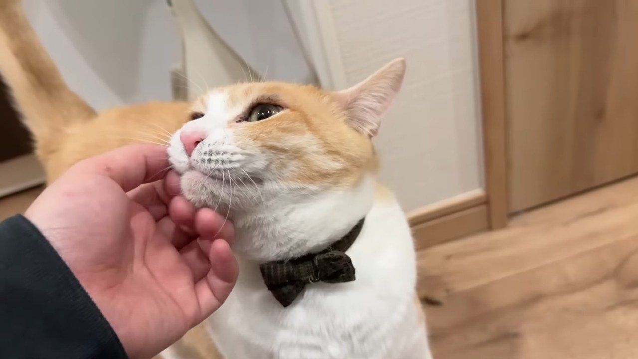 なでなで(ロビン)