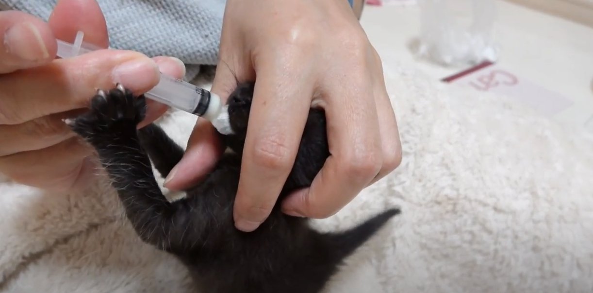 注射器を口に入れる黒猫