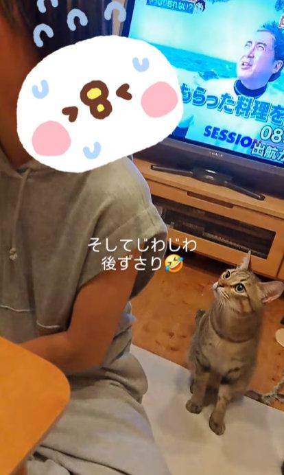 姪から後ずさりで離れるキジトラ猫