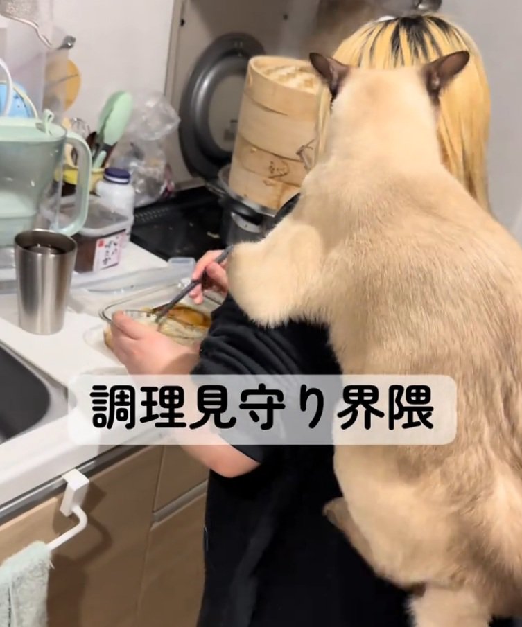 背中に乗る猫