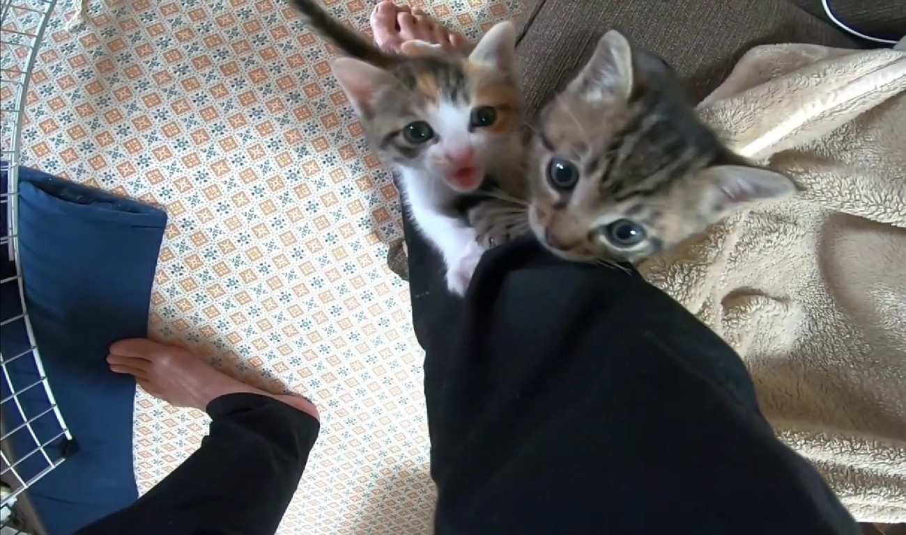 足元にいる2匹の猫キジ白猫は口を開けている