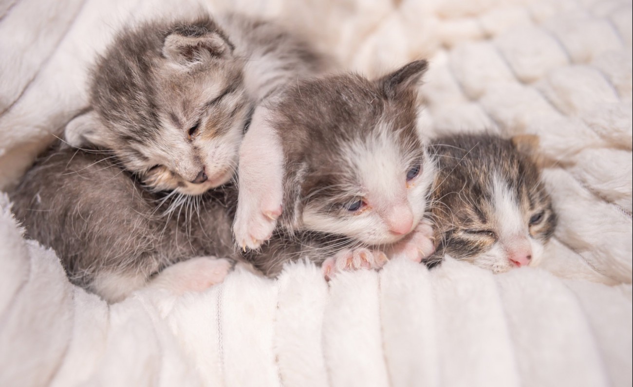 保護された3匹の子猫
