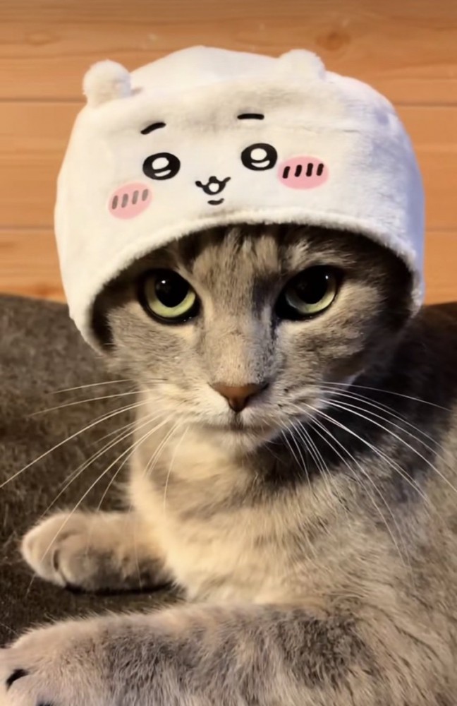 帽子でおしゃれしたサバトラ猫