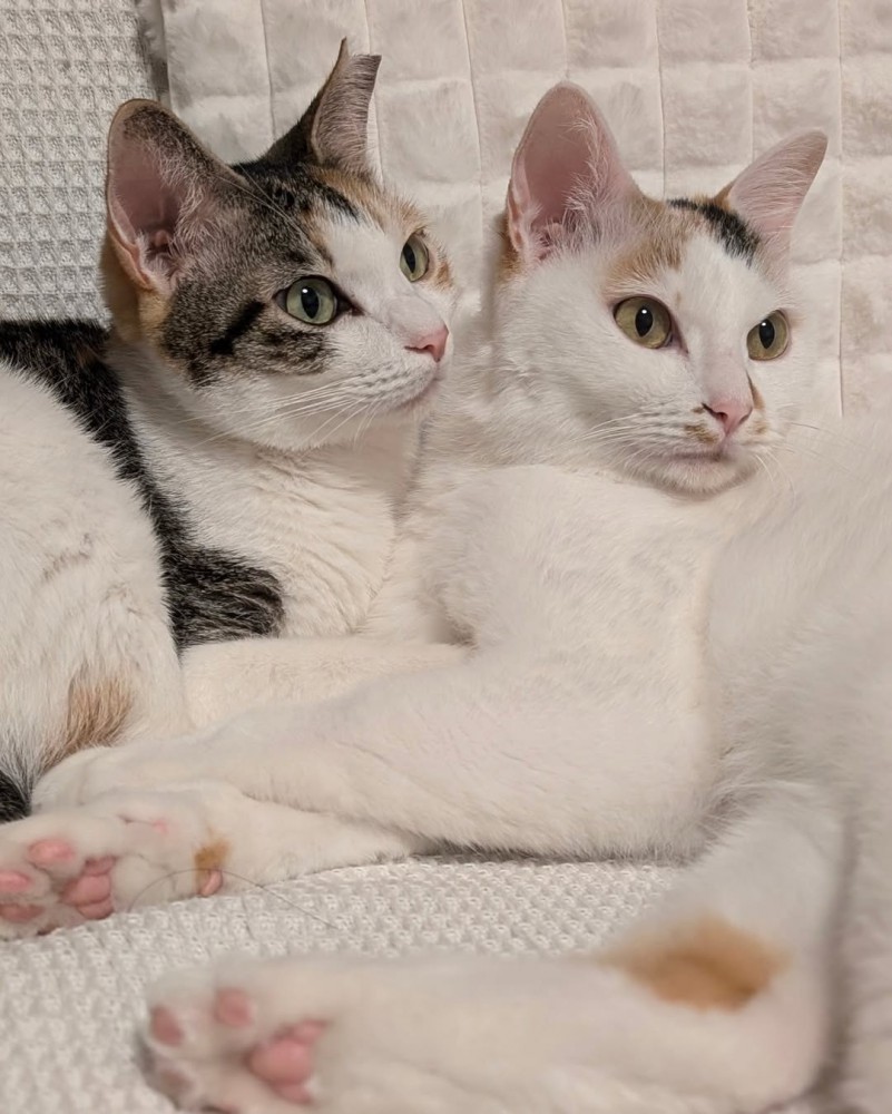 寄り添う2匹の猫