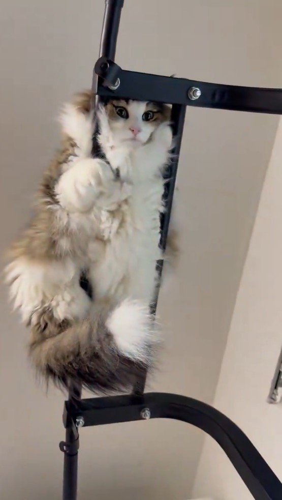 懸垂のバーの間から顔を出している猫