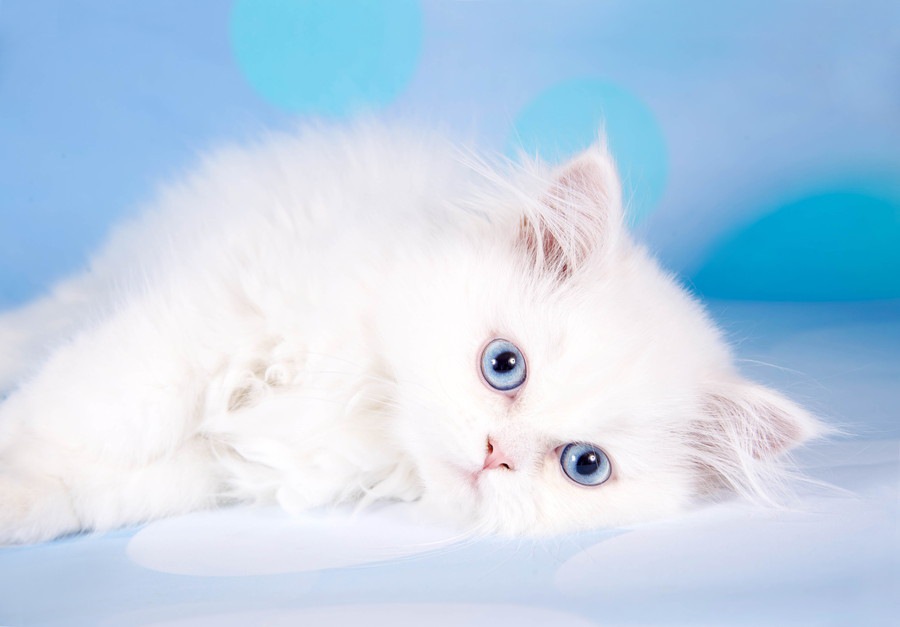オホサスレス｜どんな猫？特徴や性格、飼い方まで | ねこちゃんホンポ