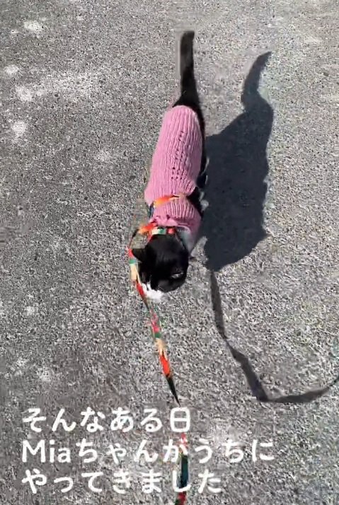 リードを付けて散歩する猫