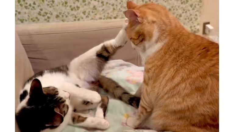 ケンカしている猫