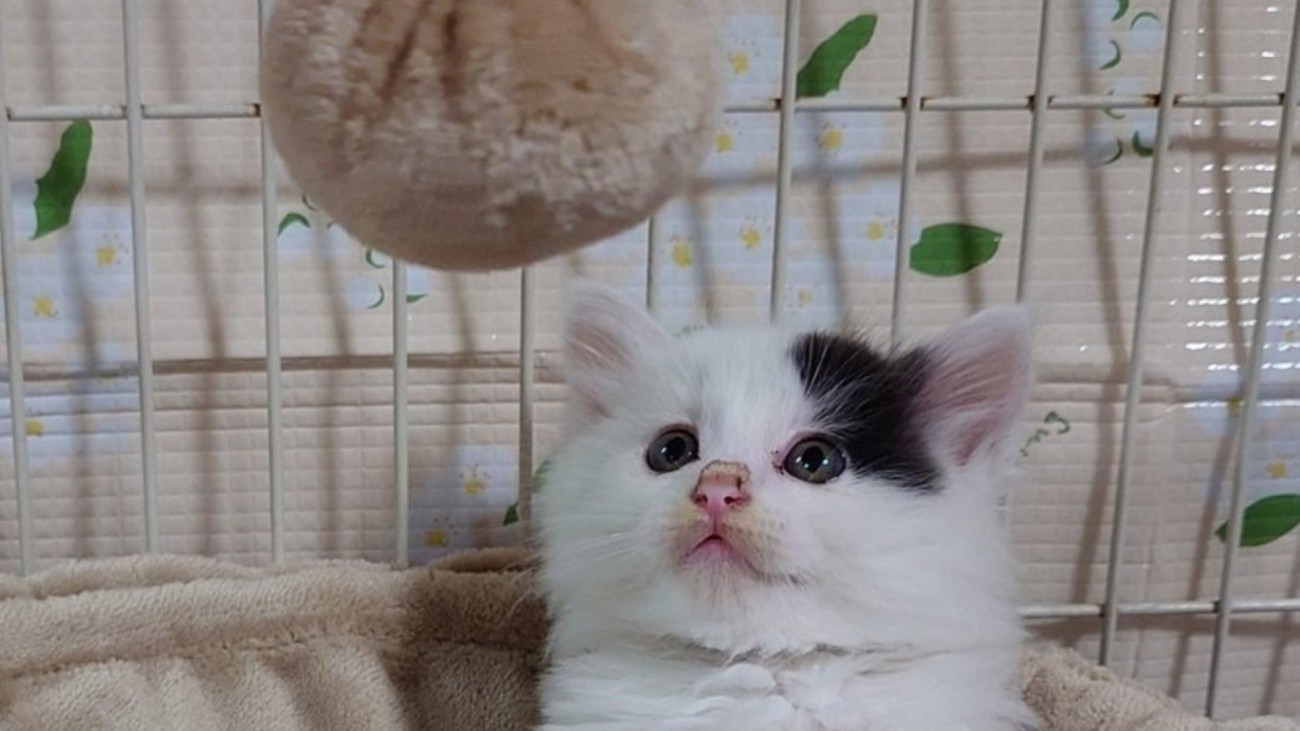 おもちゃを見ている子猫のアップ