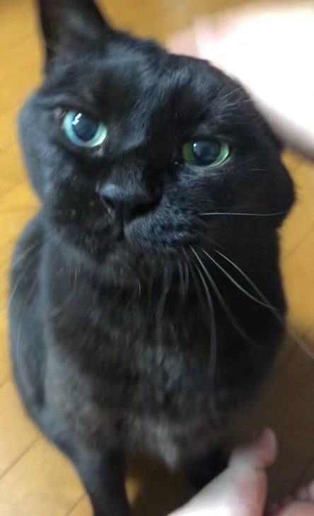 なでられている黒猫