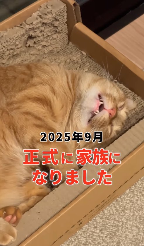 爪研ぎの中でひっくり返って寝ている猫