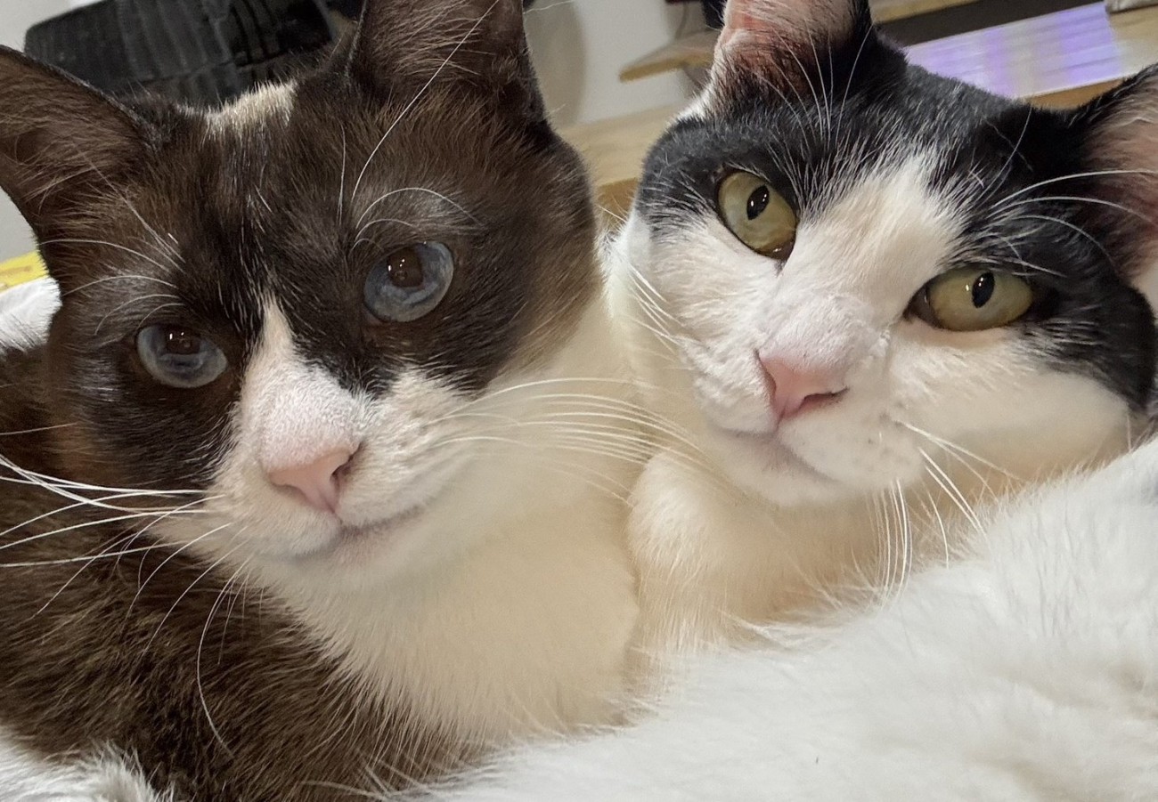 くっつく2匹の猫