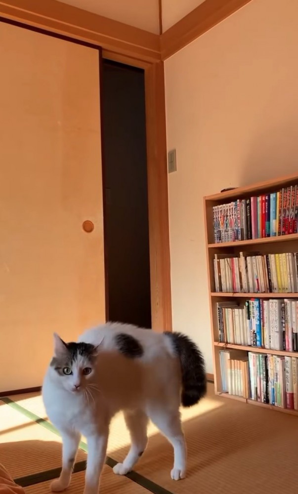 やんのかステップ