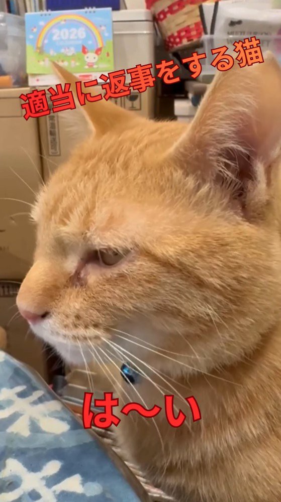 女性の声に反応して鳴く猫