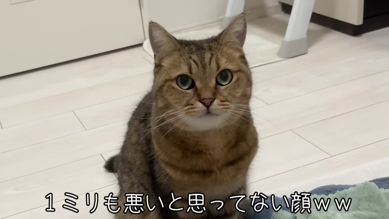 1ミリも悪いと思っていない顔で見つめるみにらくん 