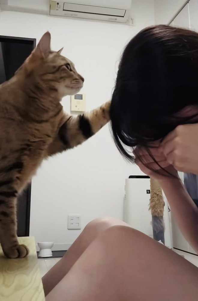 泣き真似をする飼い主さんを慰めるキジトラ猫