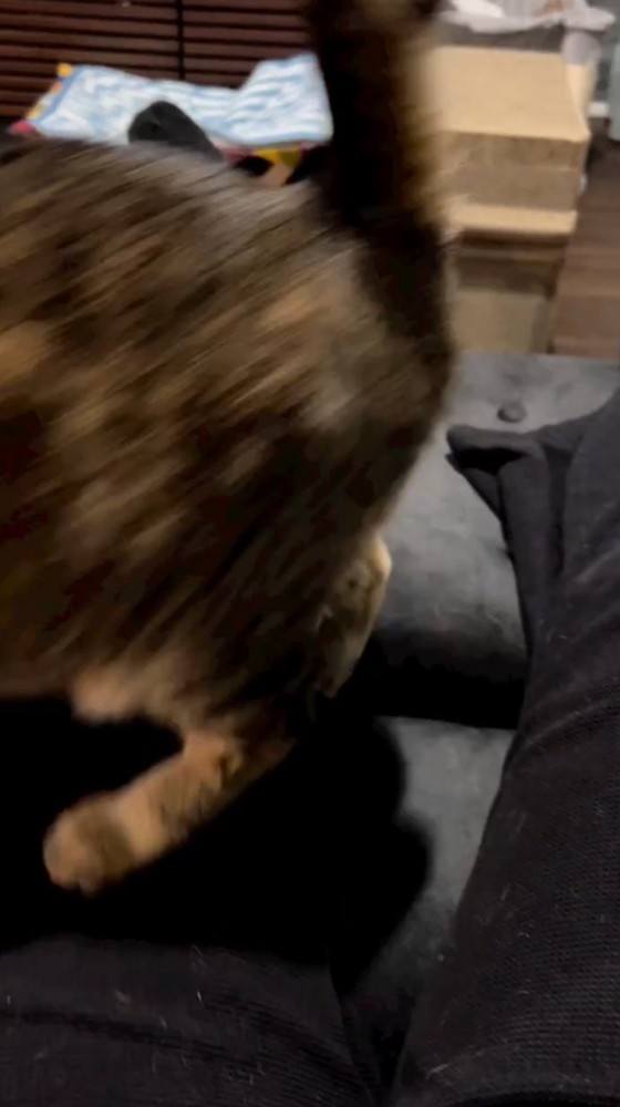 飼い主の足の上を歩いて行く猫