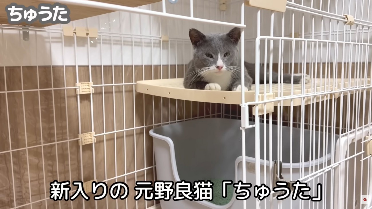 テロップ「新入りの元野良猫～」