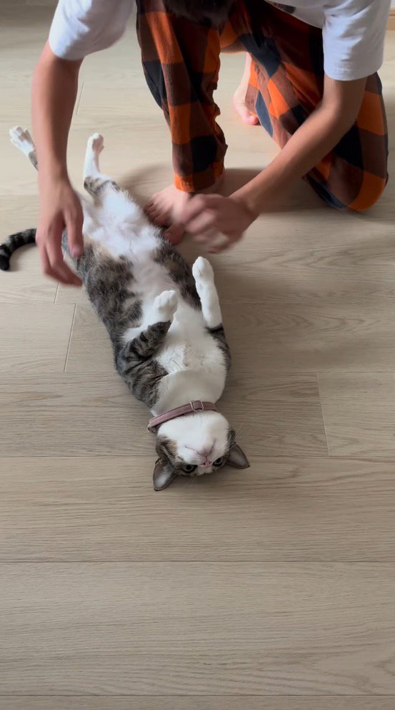 仰向けになって寝転がる猫