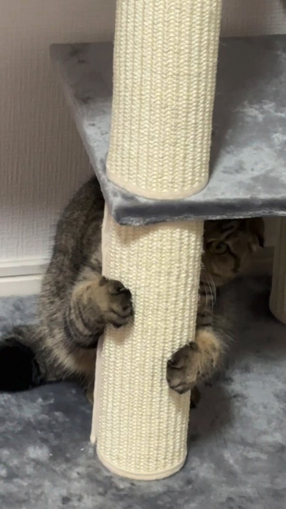 キャットタワーに隠れる猫さん