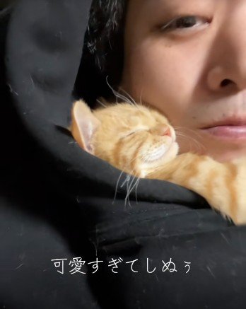 人に抱き着いて寝ている子猫