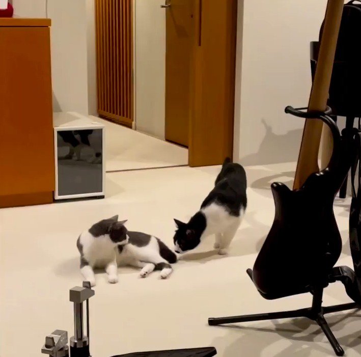 妹猫の匂いを嗅ぐ兄猫