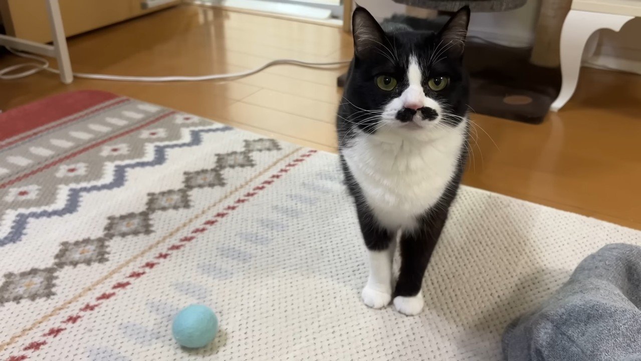 こちらを見つめて