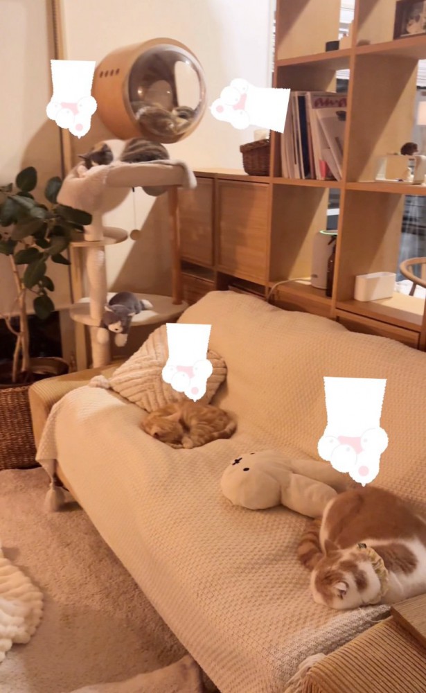 キャットタワーで眠る猫たち