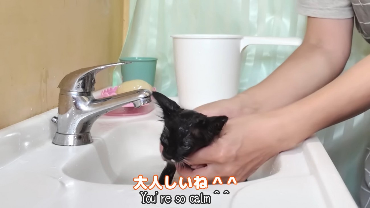 体を濡らされる子猫