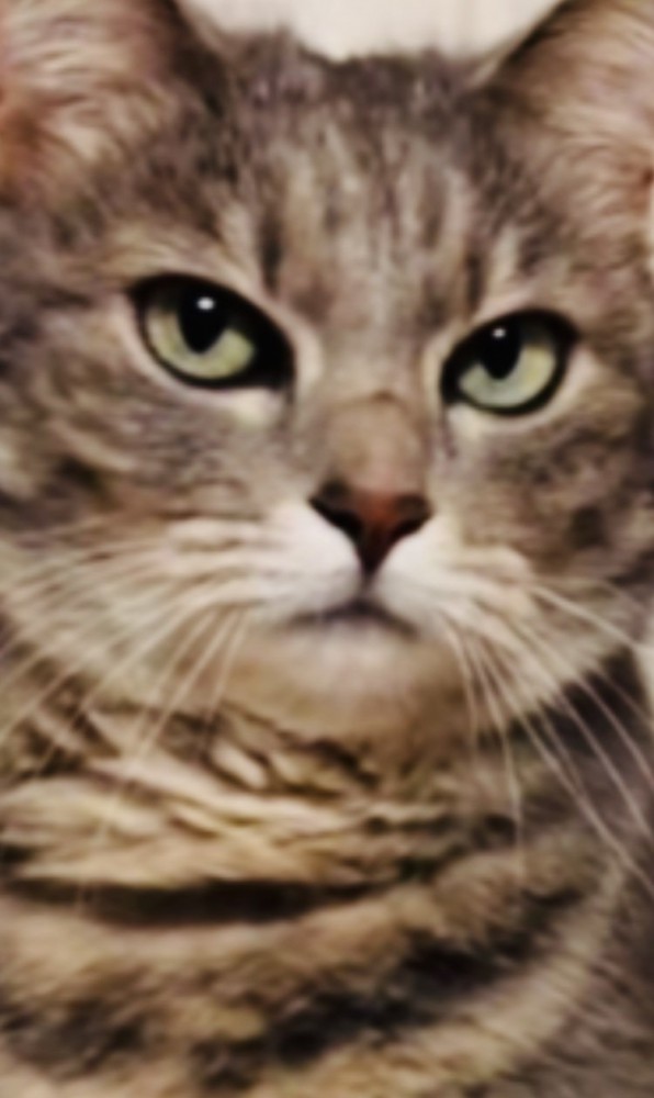 キャットタワーのベッドの上で飼い主を睨むサバトラ猫