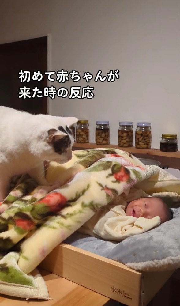 赤ちゃんを覗き込む猫