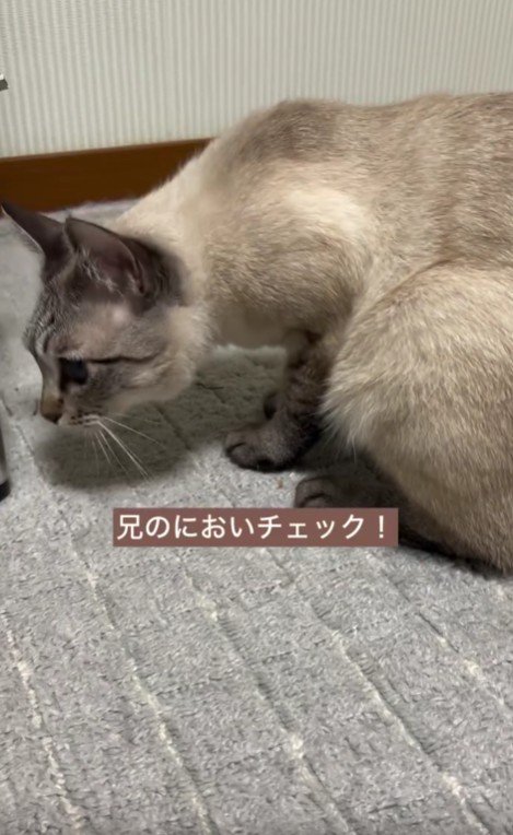 においを嗅ぐ猫