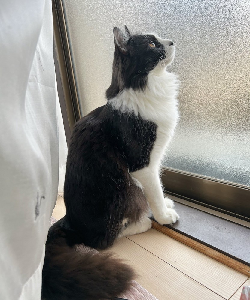 窓の外を見る白黒猫