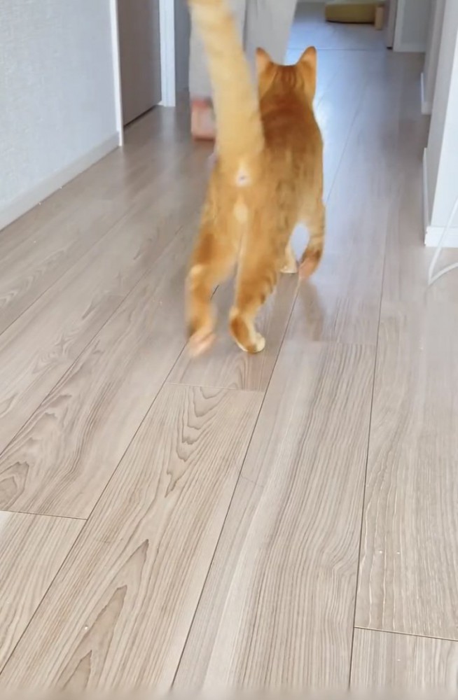 飼い主さんを追い掛ける茶トラ猫