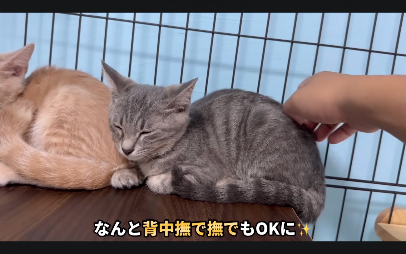 撫でられる猫