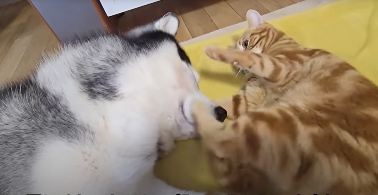 犬と子猫