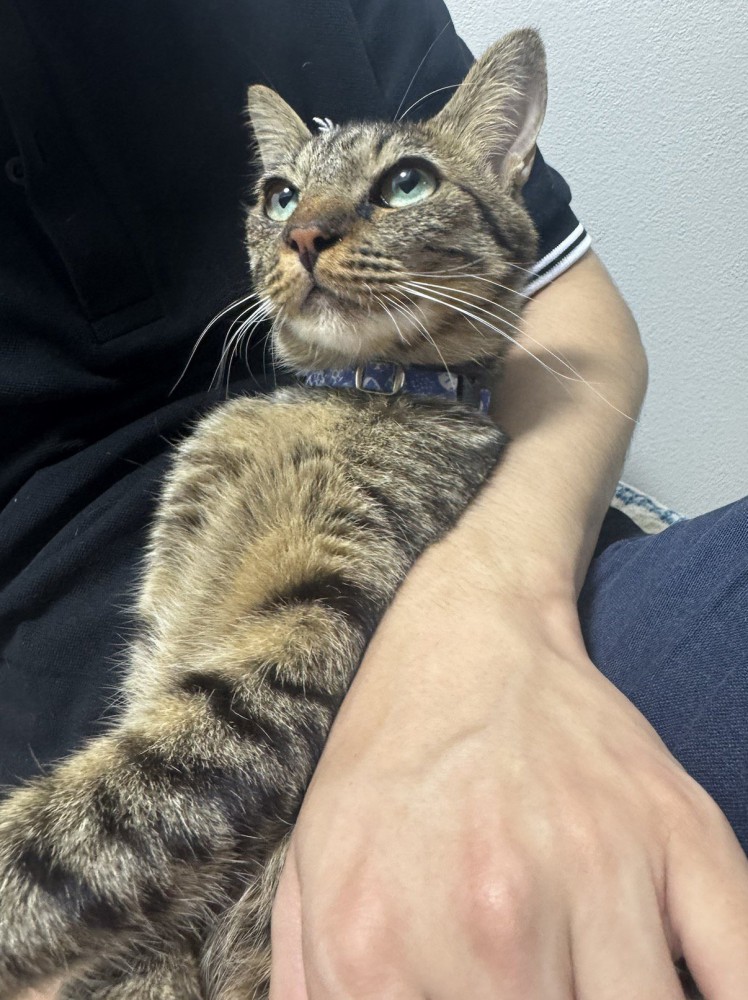 飼い主の腕の中でくつろぎながら、飼い主の顔を見上げる猫