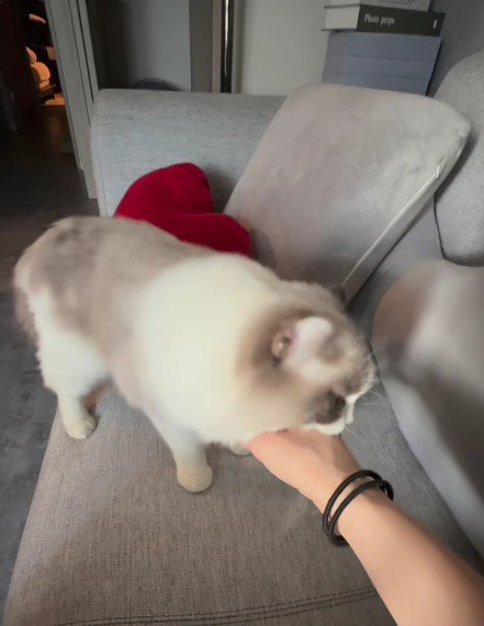 飼い主の手を噛む猫