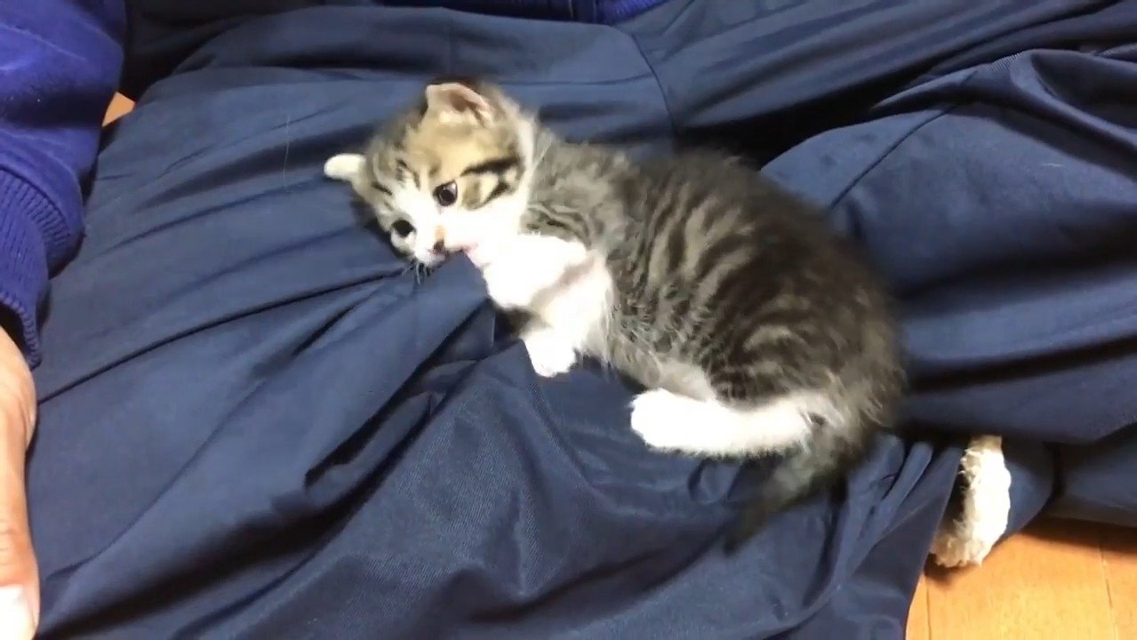 ズボンをかじる姿
