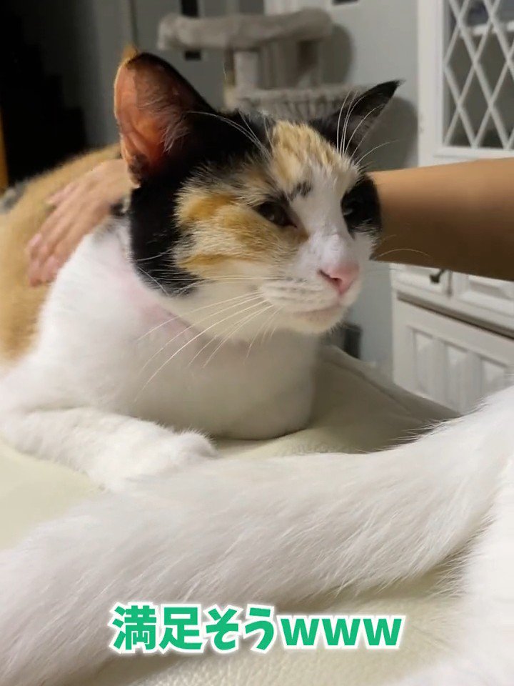 背中をなでられる猫