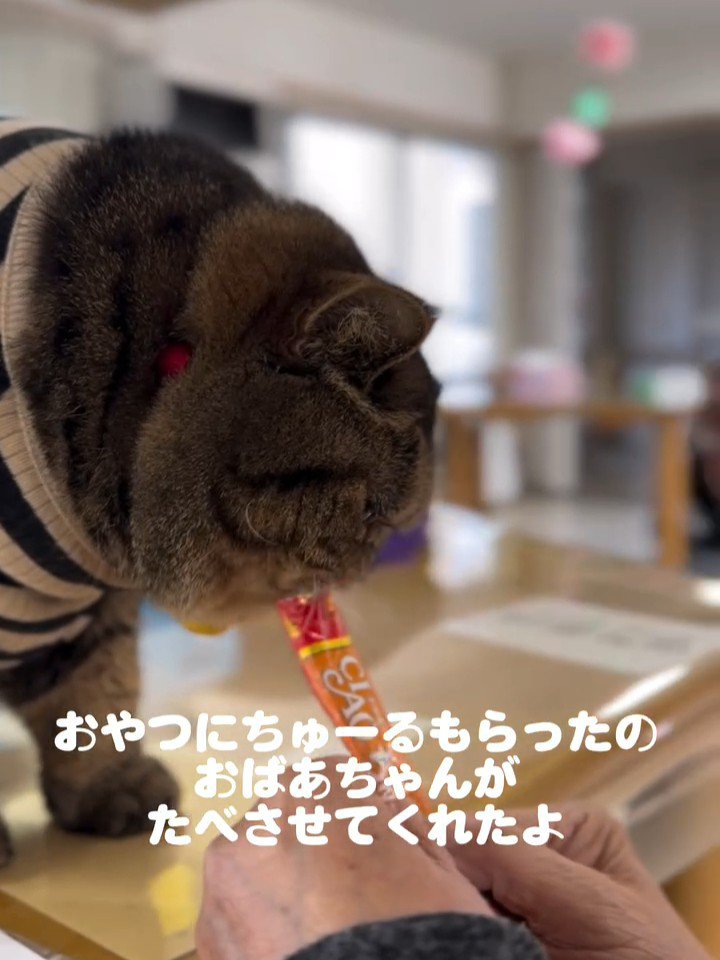 おやつを食べる猫