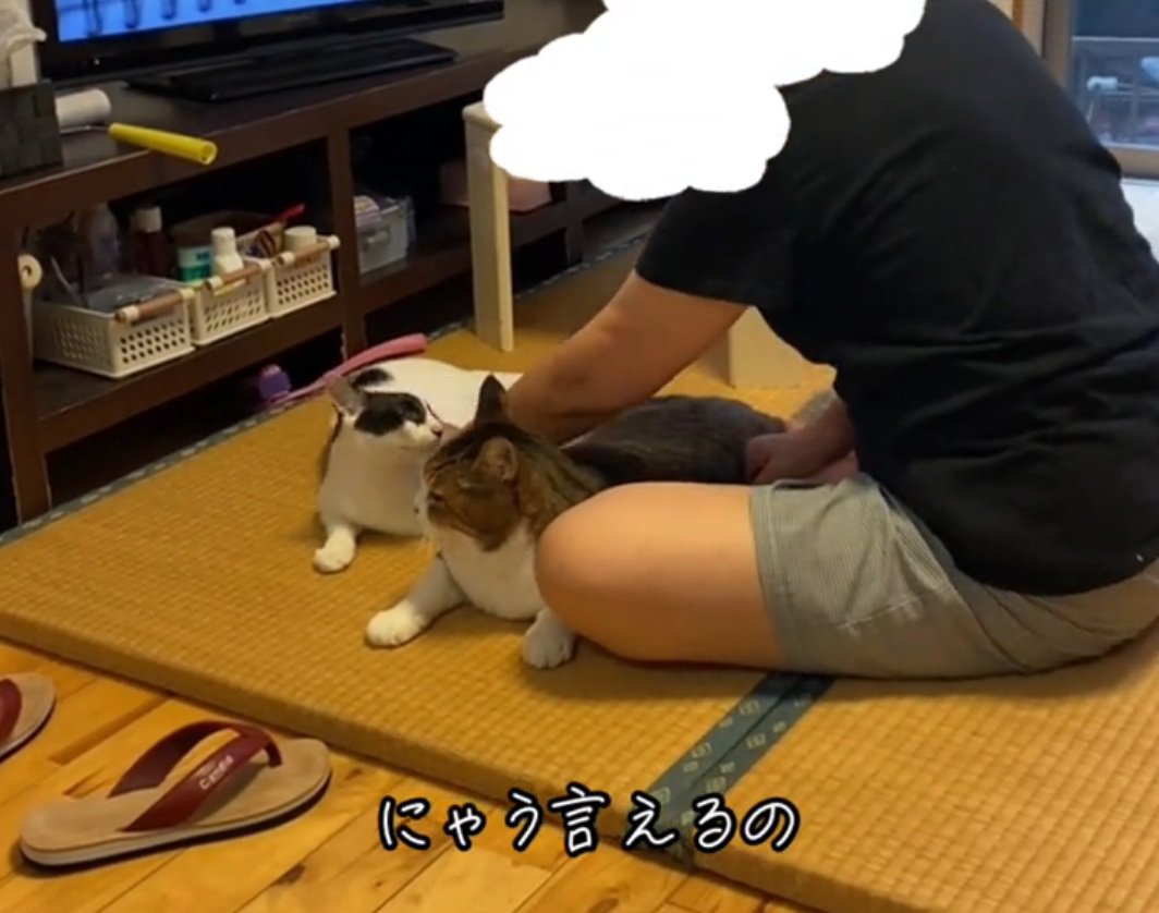 撫でられる猫