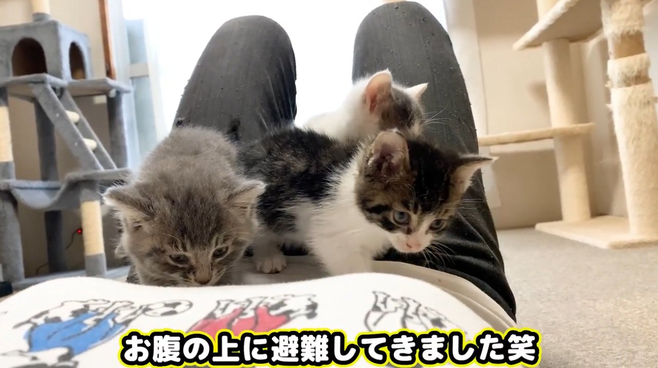 飼い主のお腹の上に乗る子猫達