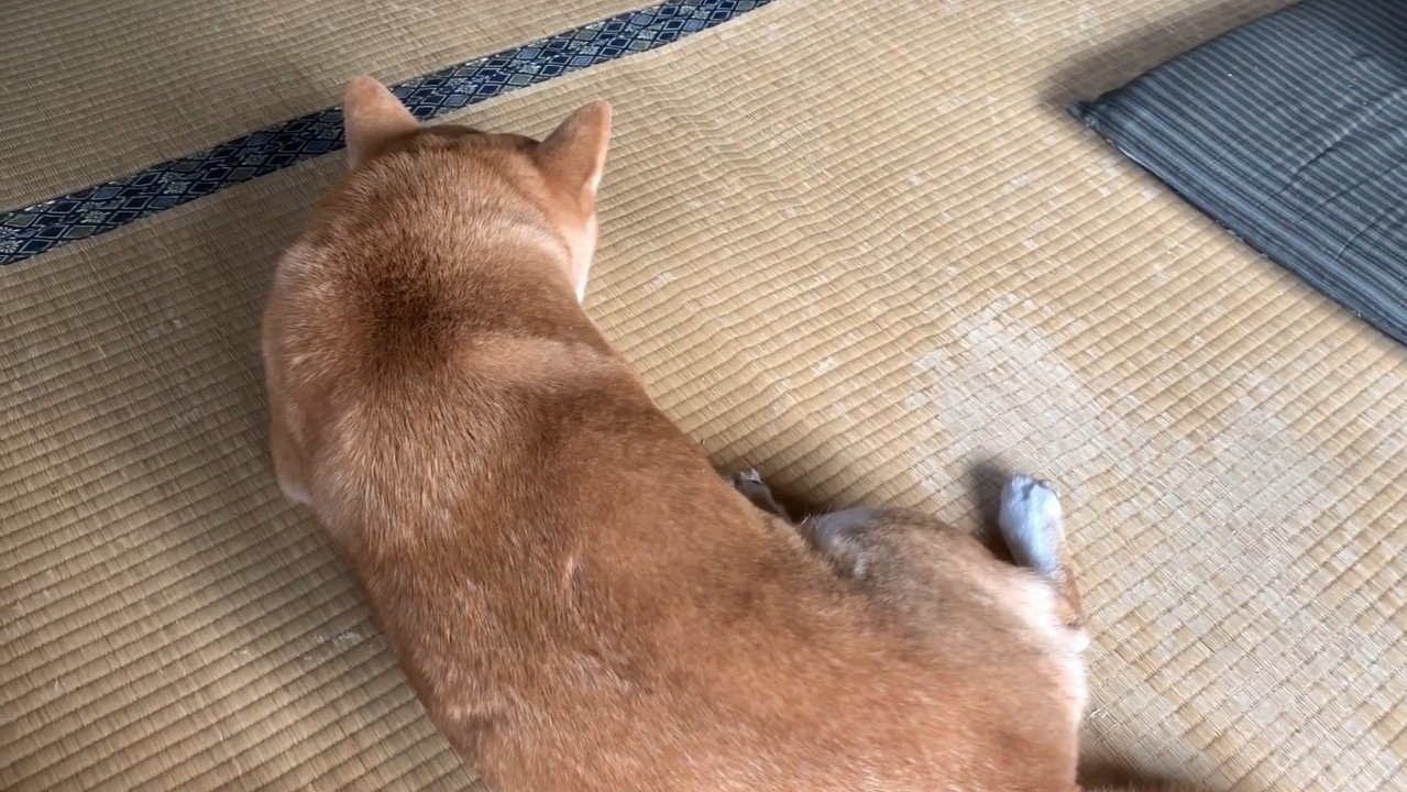 ももちゃんの後ろ姿