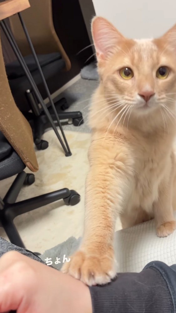 飼い主の顔を見つめながら前足を伸ばす猫