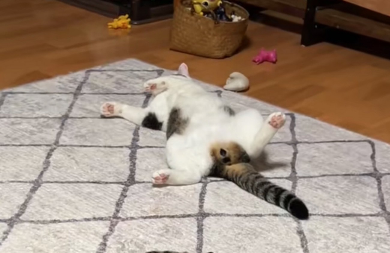 足を広げて休憩する猫