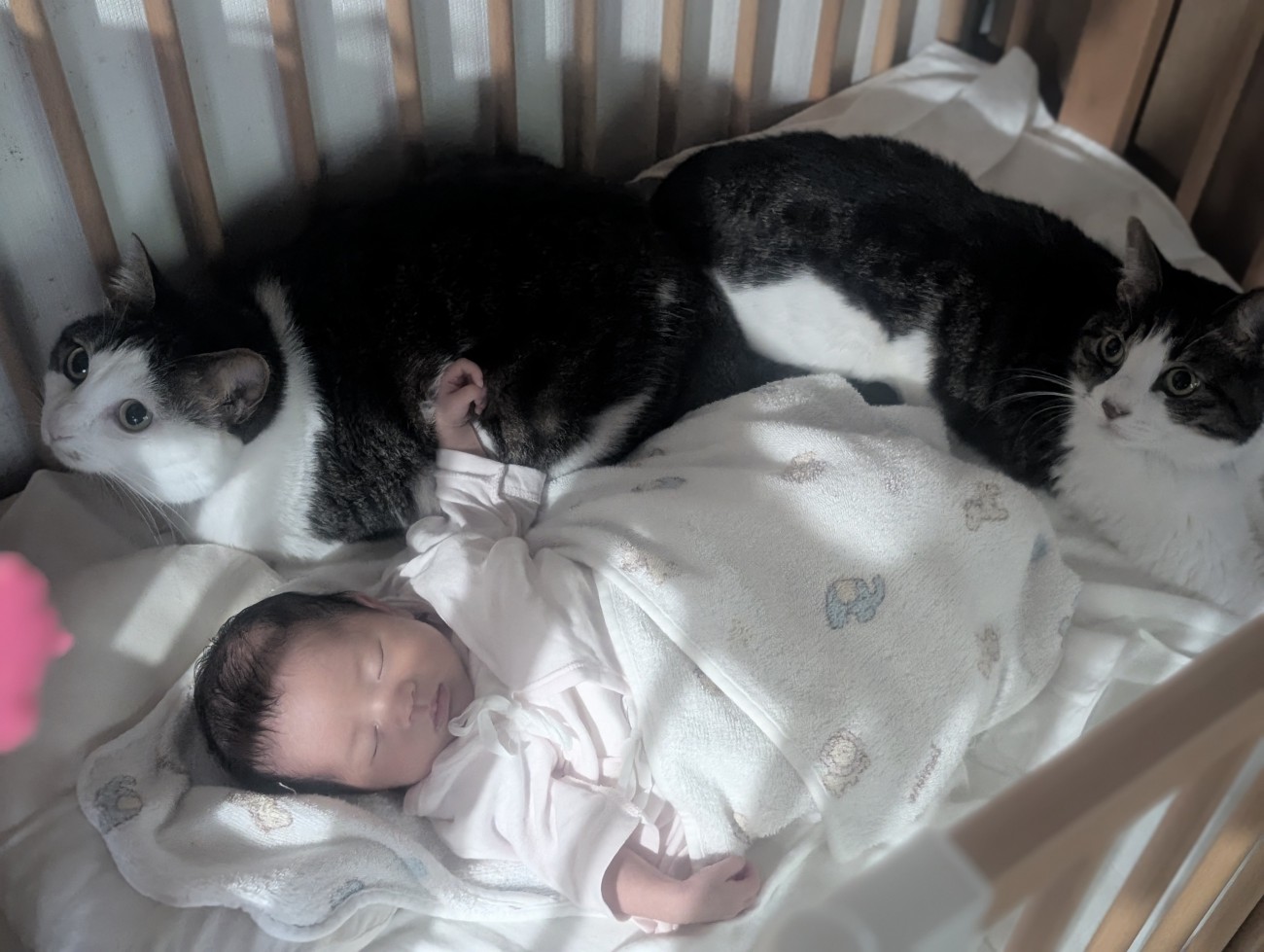 ベビーベッドで眠る赤ちゃんのそばに座る2匹の猫